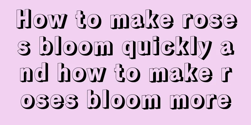 How to make roses bloom quickly and how to make roses bloom more