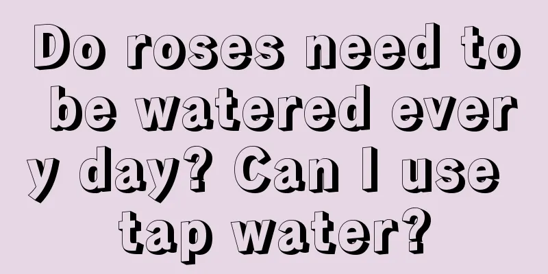 Do roses need to be watered every day? Can I use tap water?