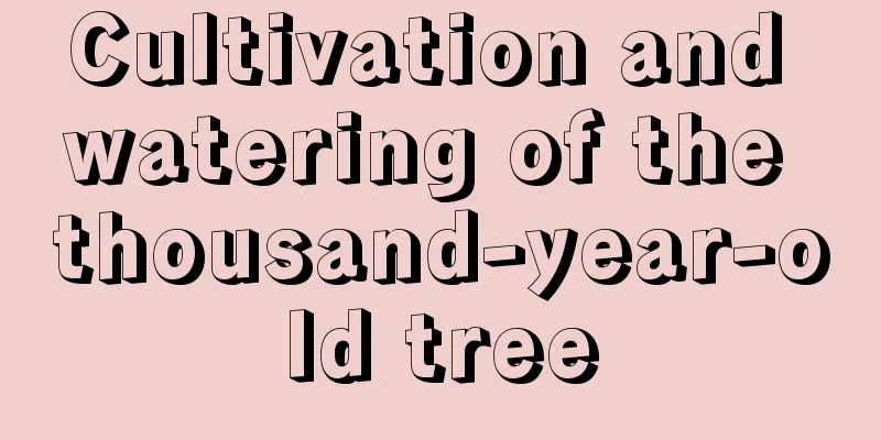 Cultivation and watering of the thousand-year-old tree