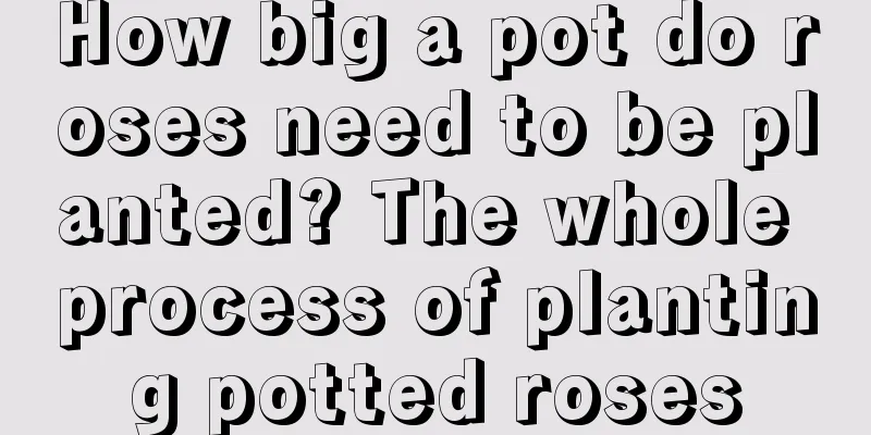 How big a pot do roses need to be planted? The whole process of planting potted roses