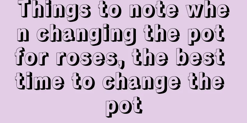 Things to note when changing the pot for roses, the best time to change the pot