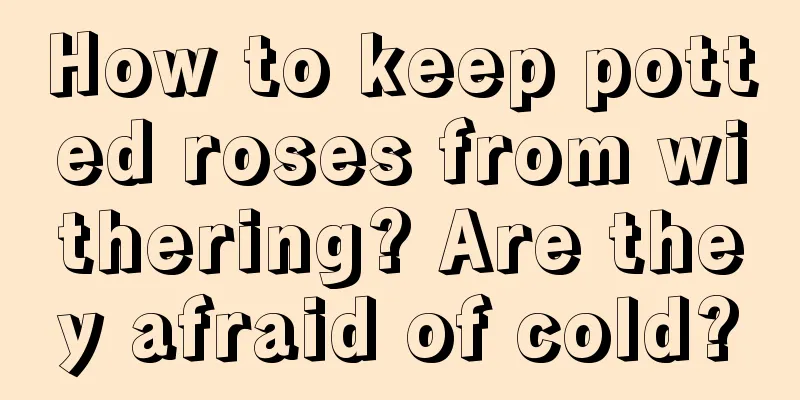 How to keep potted roses from withering? Are they afraid of cold?