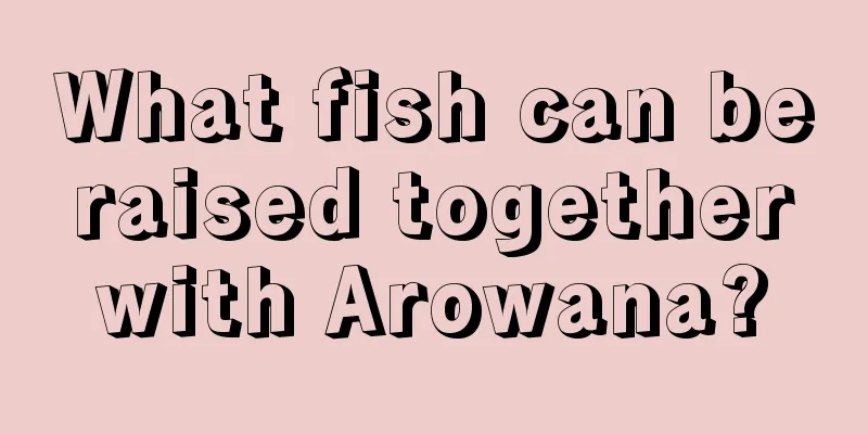 What fish can be raised together with Arowana?