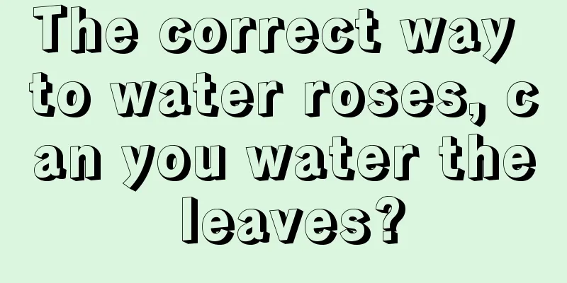 The correct way to water roses, can you water the leaves?