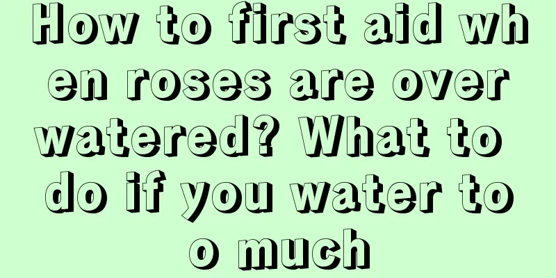 How to first aid when roses are overwatered? What to do if you water too much