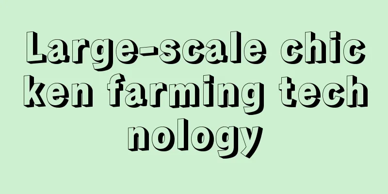 Large-scale chicken farming technology