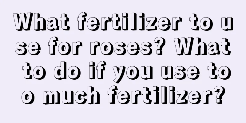 What fertilizer to use for roses? What to do if you use too much fertilizer?