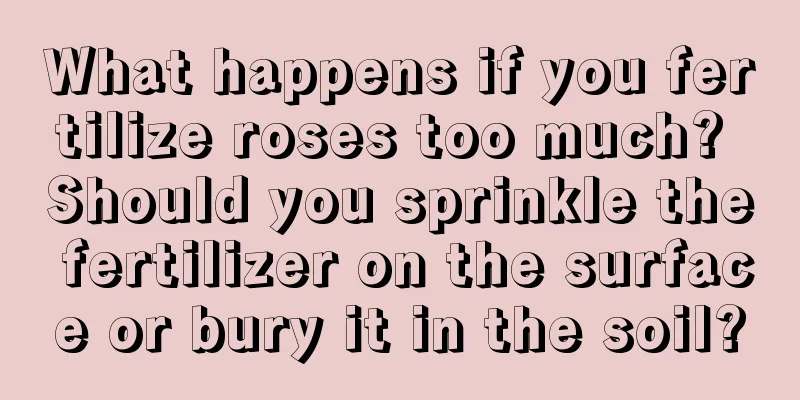 What happens if you fertilize roses too much? Should you sprinkle the fertilizer on the surface or bury it in the soil?