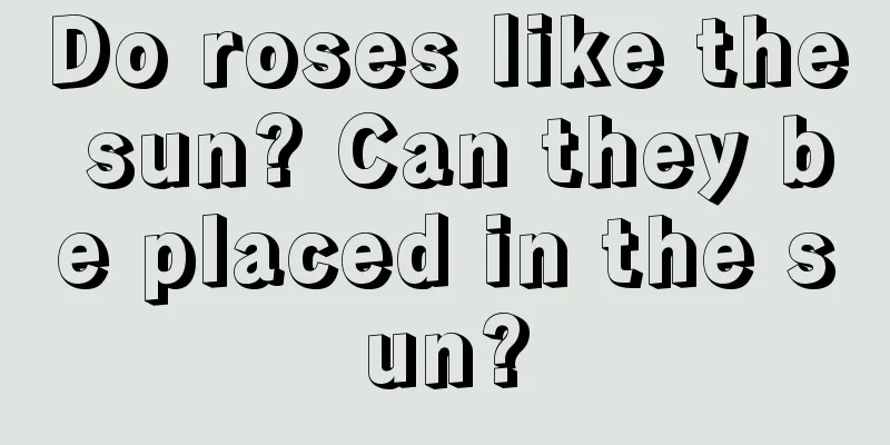 Do roses like the sun? Can they be placed in the sun?