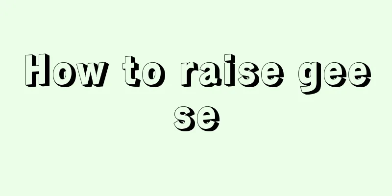 How to raise geese