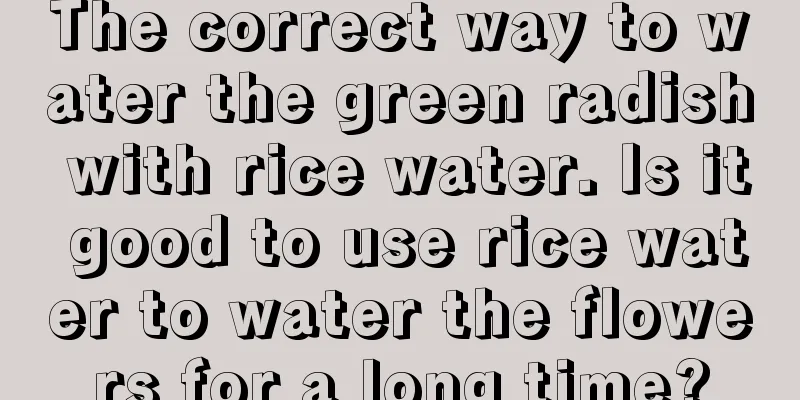 The correct way to water the green radish with rice water. Is it good to use rice water to water the flowers for a long time?