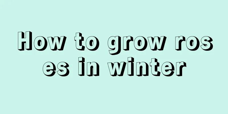 How to grow roses in winter