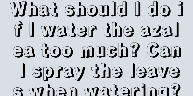 What should I do if I water the azalea too much? Can I spray the leaves when watering?