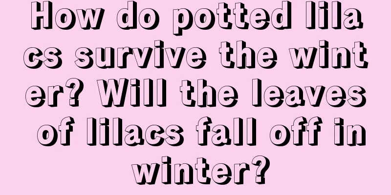 How do potted lilacs survive the winter? Will the leaves of lilacs fall off in winter?