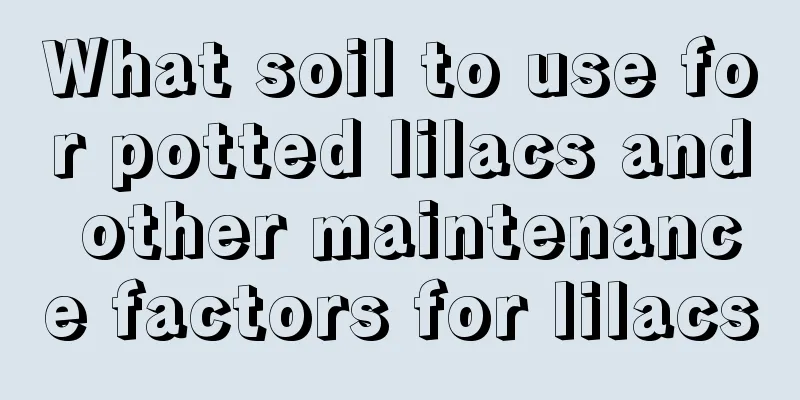 What soil to use for potted lilacs and other maintenance factors for lilacs