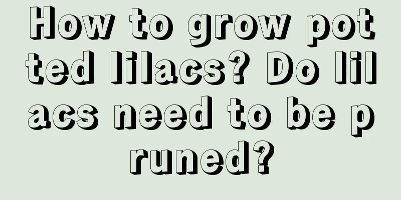 How to grow potted lilacs? Do lilacs need to be pruned?