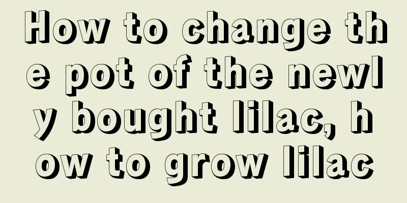 How to change the pot of the newly bought lilac, how to grow lilac