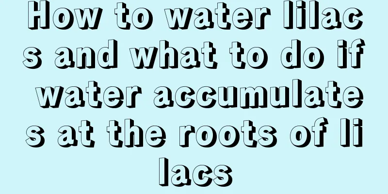 How to water lilacs and what to do if water accumulates at the roots of lilacs