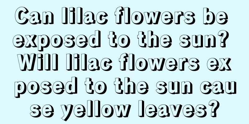 Can lilac flowers be exposed to the sun? Will lilac flowers exposed to the sun cause yellow leaves?