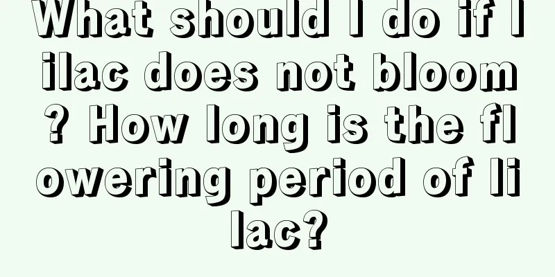 What should I do if lilac does not bloom? How long is the flowering period of lilac?