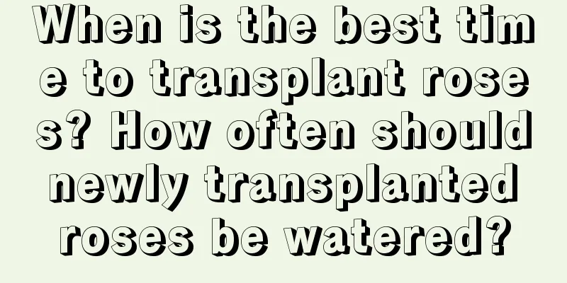 When is the best time to transplant roses? How often should newly transplanted roses be watered?