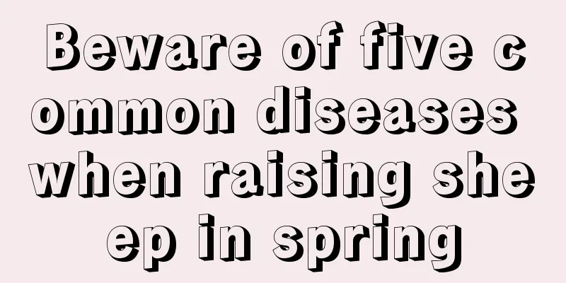 Beware of five common diseases when raising sheep in spring