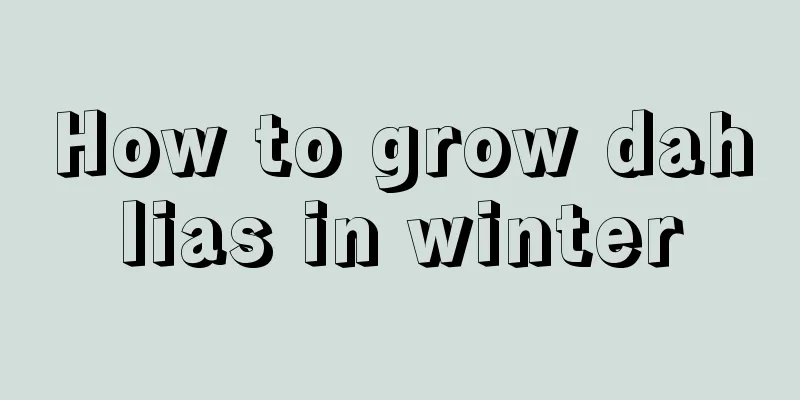 How to grow dahlias in winter