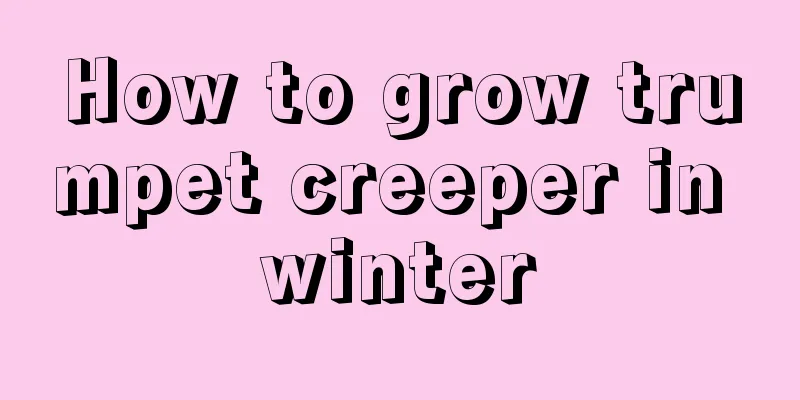 How to grow trumpet creeper in winter