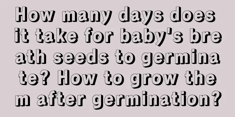 How many days does it take for baby's breath seeds to germinate? How to grow them after germination?