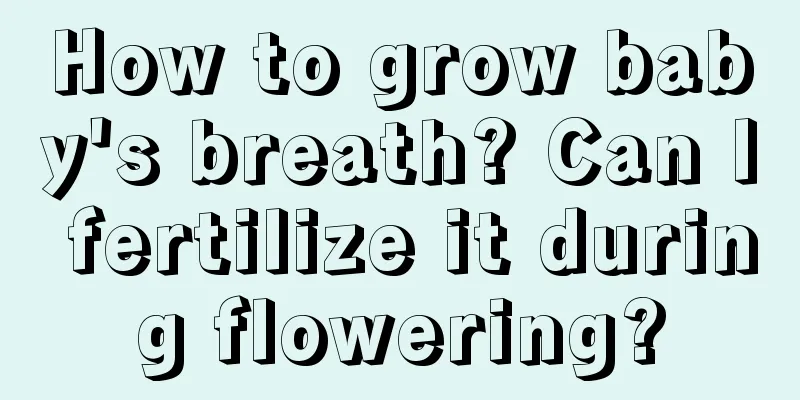 How to grow baby's breath? Can I fertilize it during flowering?