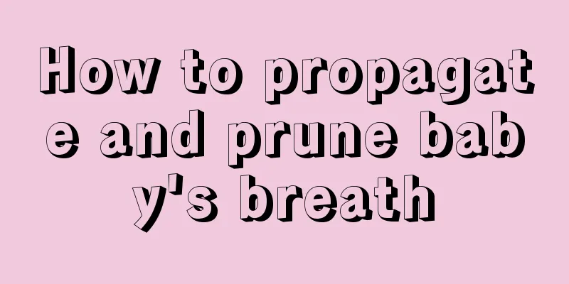 How to propagate and prune baby's breath