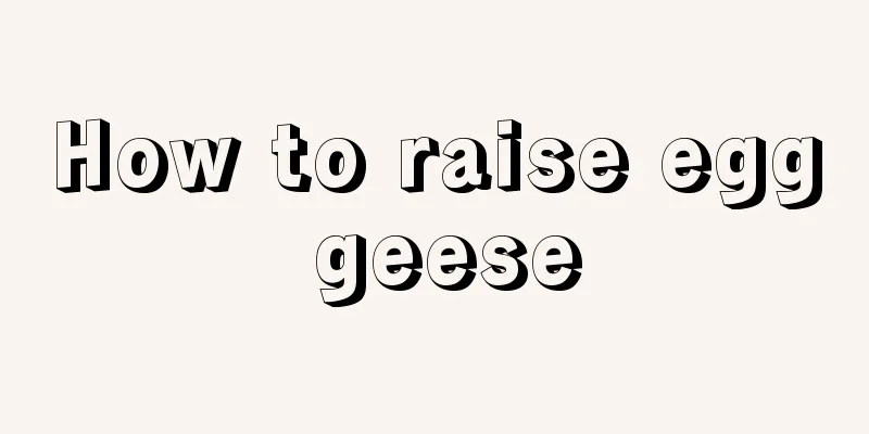 How to raise egg geese