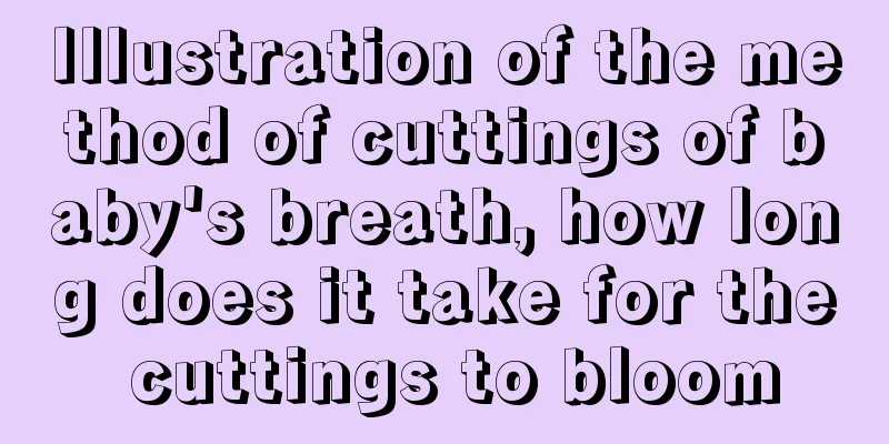 Illustration of the method of cuttings of baby's breath, how long does it take for the cuttings to bloom