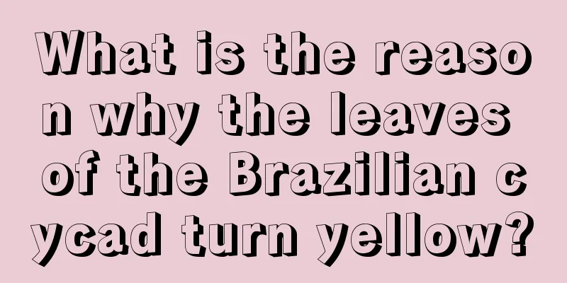 What is the reason why the leaves of the Brazilian cycad turn yellow?