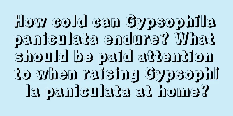 How cold can Gypsophila paniculata endure? What should be paid attention to when raising Gypsophila paniculata at home?