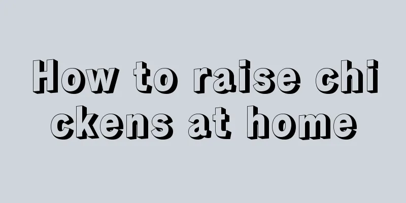 How to raise chickens at home