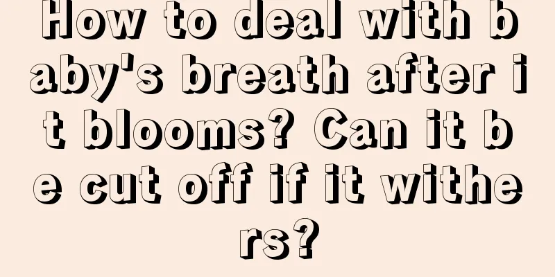 How to deal with baby's breath after it blooms? Can it be cut off if it withers?