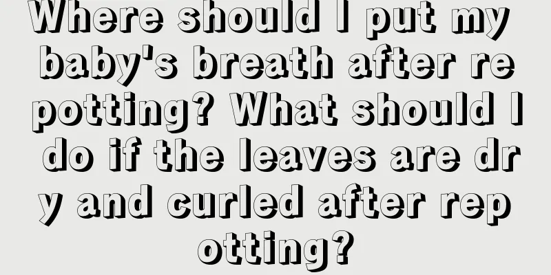 Where should I put my baby's breath after repotting? What should I do if the leaves are dry and curled after repotting?