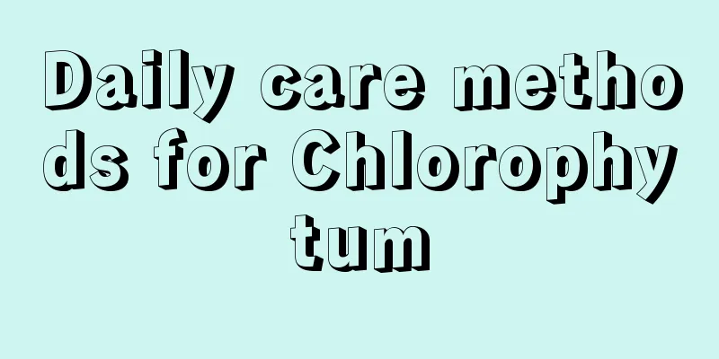 Daily care methods for Chlorophytum