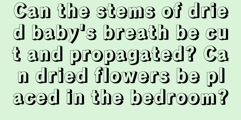 Can the stems of dried baby's breath be cut and propagated? Can dried flowers be placed in the bedroom?