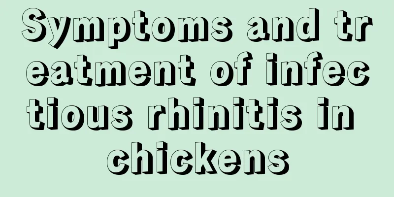 Symptoms and treatment of infectious rhinitis in chickens