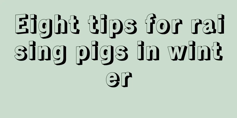 Eight tips for raising pigs in winter