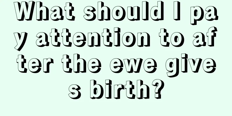 What should I pay attention to after the ewe gives birth?