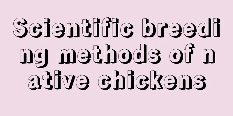 Scientific breeding methods of native chickens