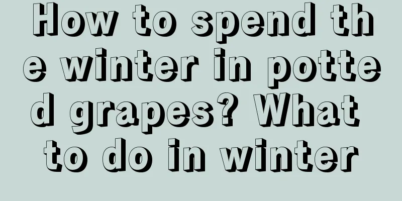 How to spend the winter in potted grapes? What to do in winter