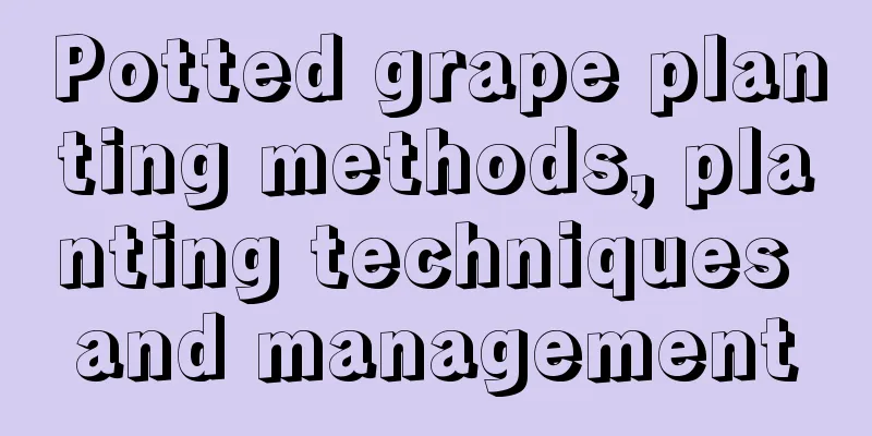 Potted grape planting methods, planting techniques and management