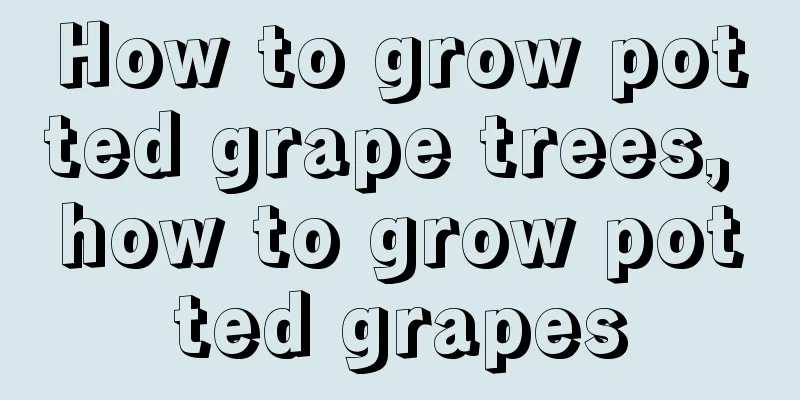 How to grow potted grape trees, how to grow potted grapes