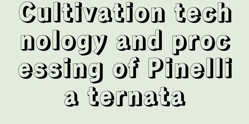 Cultivation technology and processing of Pinellia ternata