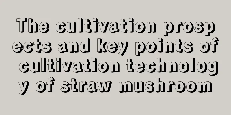 The cultivation prospects and key points of cultivation technology of straw mushroom