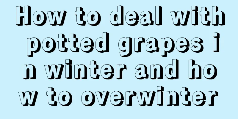 How to deal with potted grapes in winter and how to overwinter